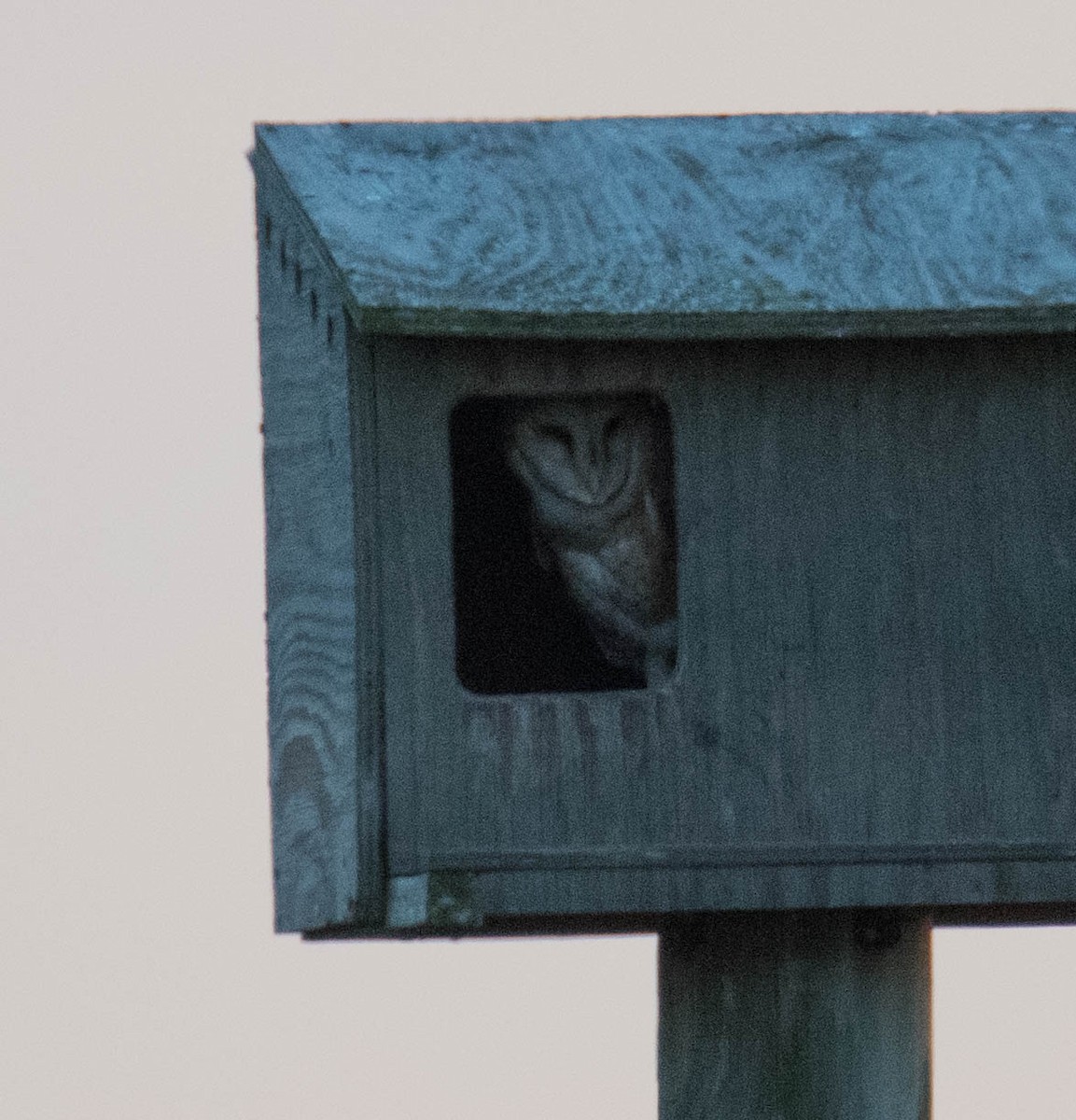 Barn Owl - Jordan Broadhead