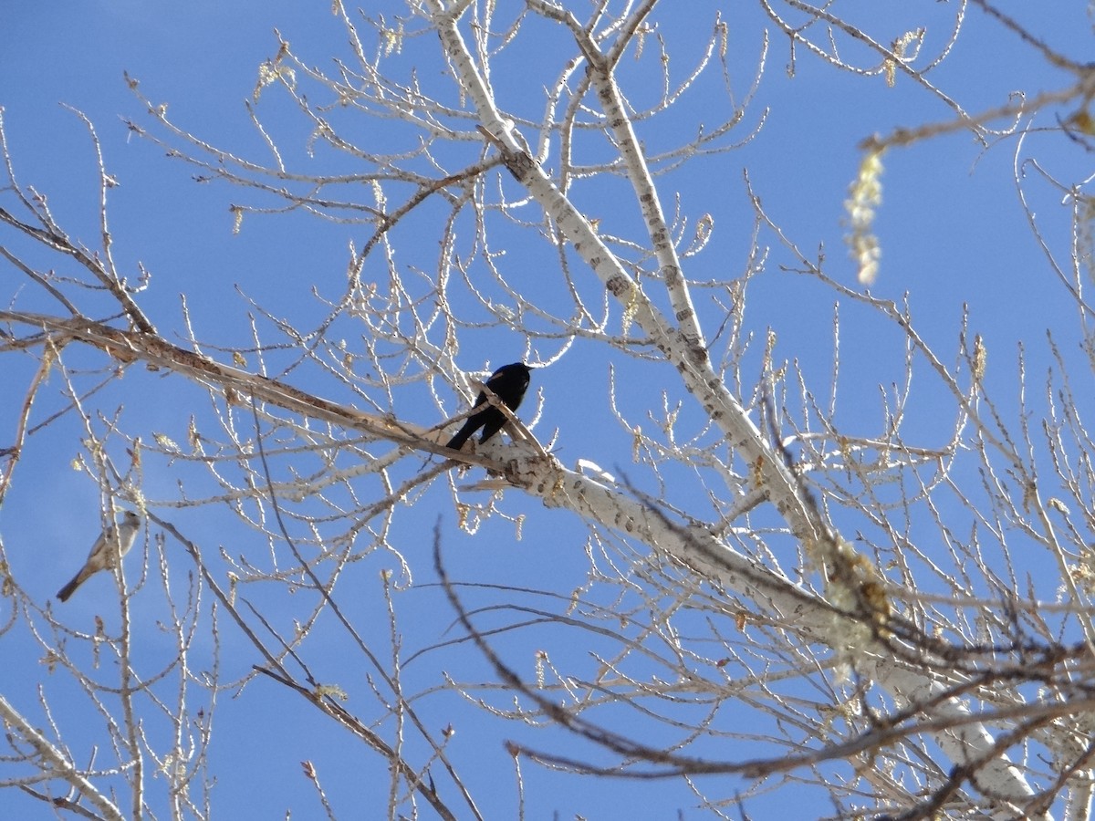 Red-winged Blackbird - Bruce Davis