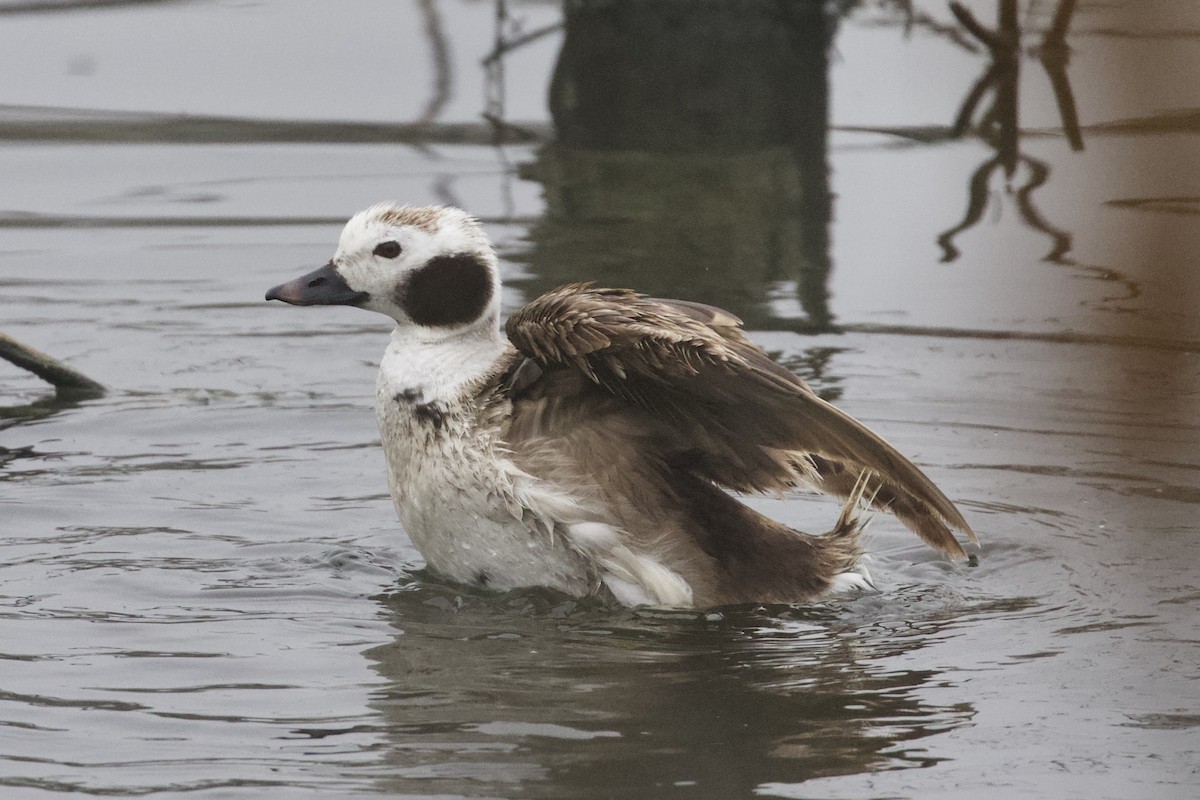 Long-tailed Duck - ML92274131