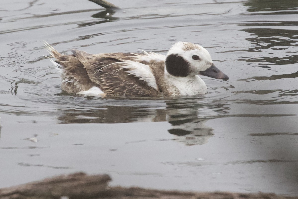 Long-tailed Duck - ML92274151