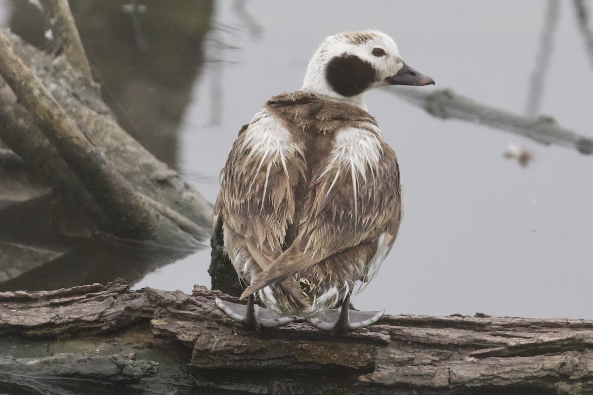 Long-tailed Duck - ML92274171