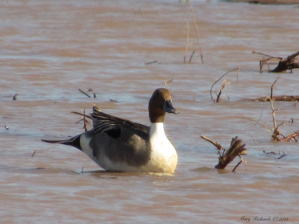 Northern Pintail - Mary Richards