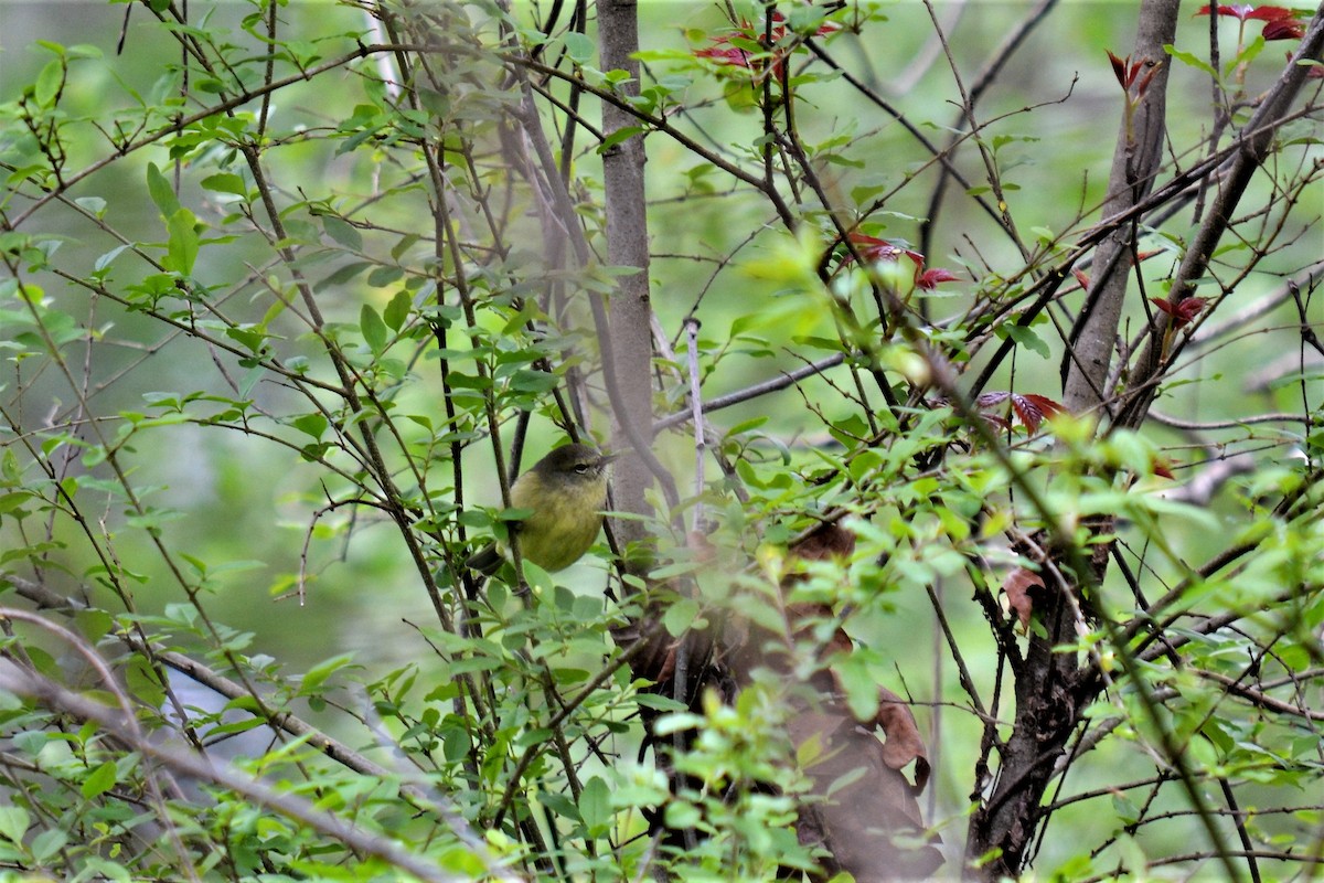Orange-crowned Warbler - ML92275871