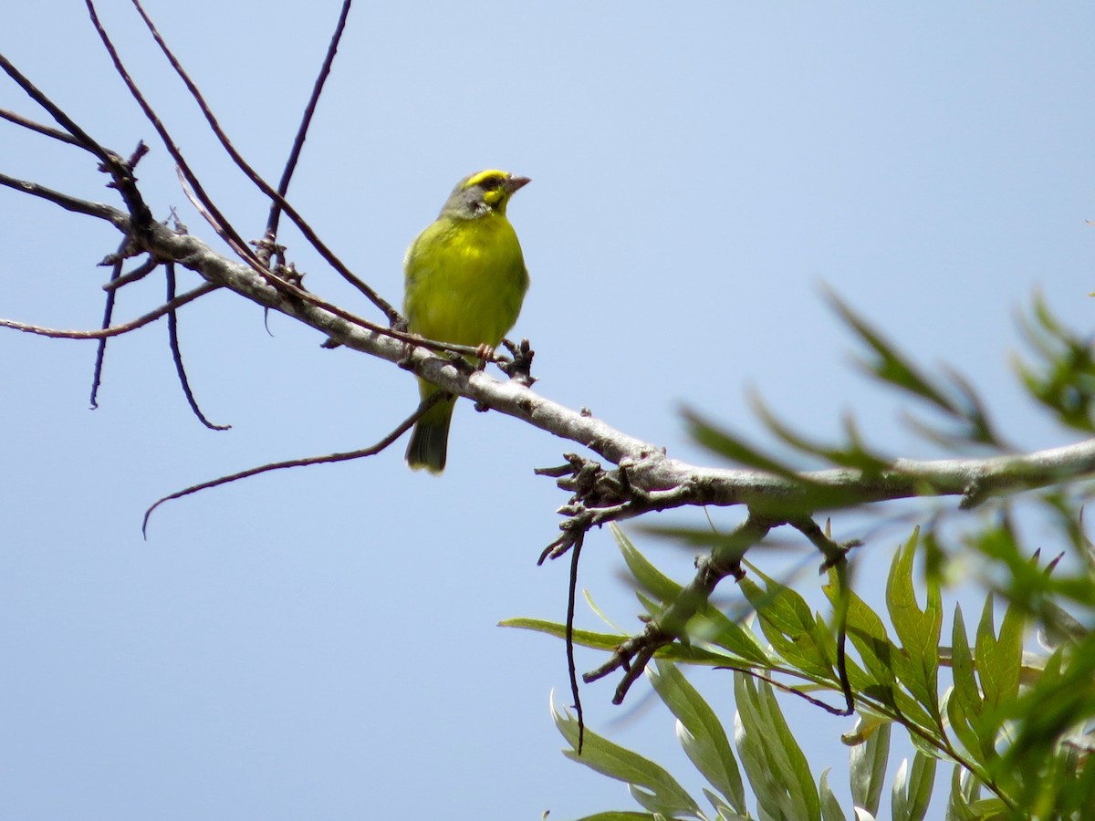 Yellow-fronted Canary - Bill Lisowsky