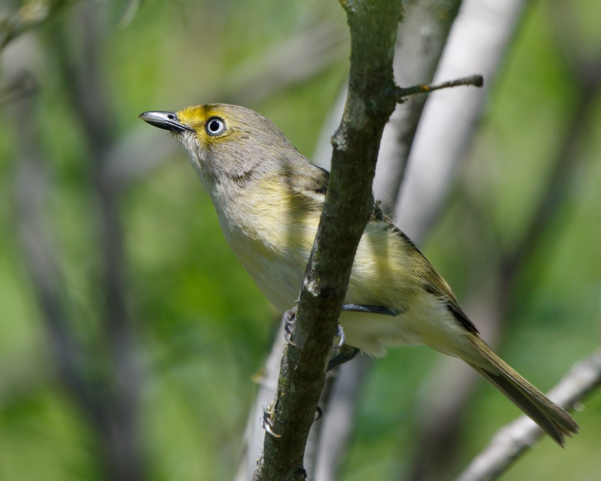 White-eyed Vireo - Jeff Stacey