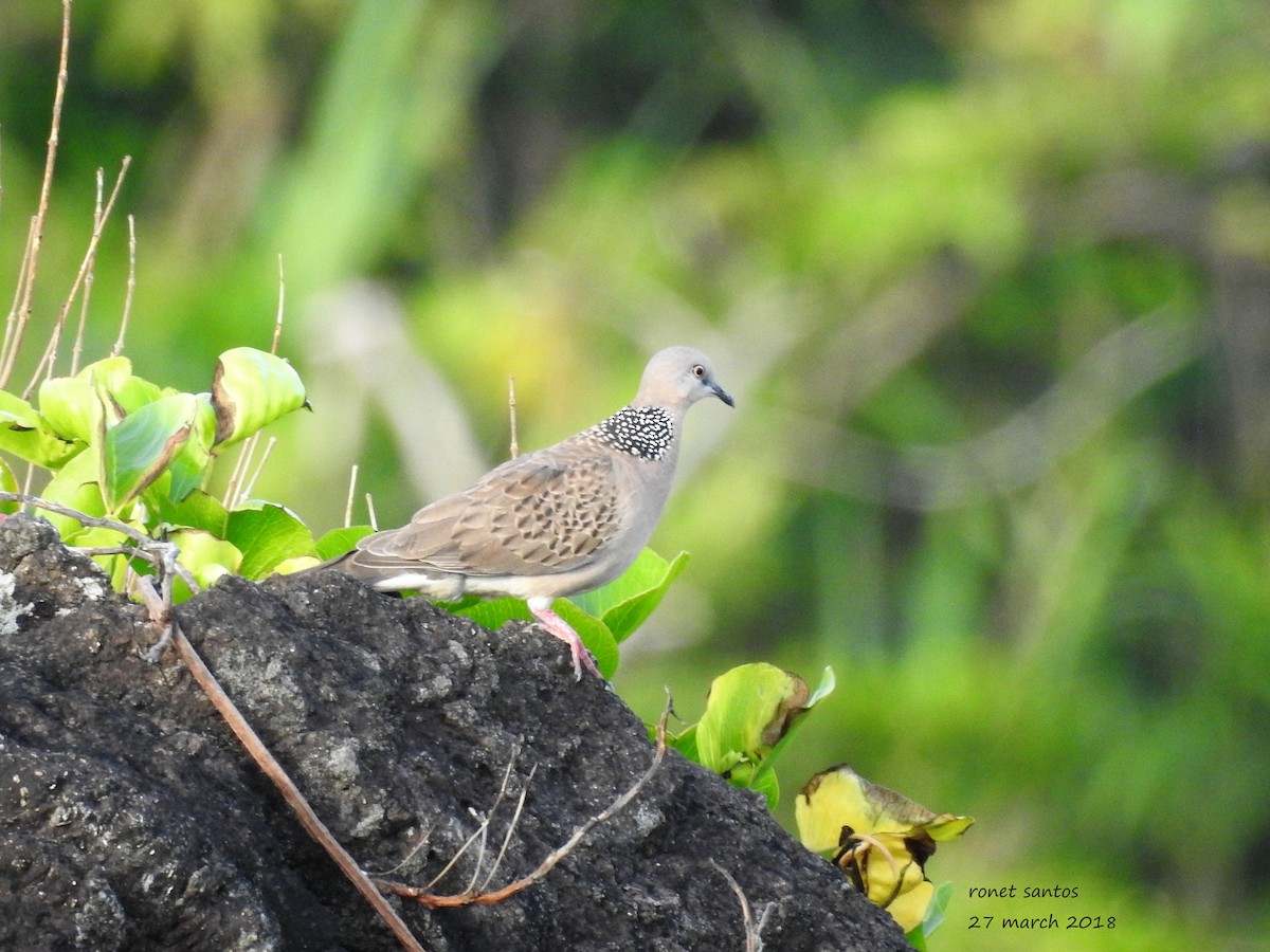 Spotted Dove - ML92280981
