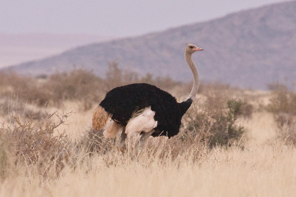 Common Ostrich - Eric VanderWerf