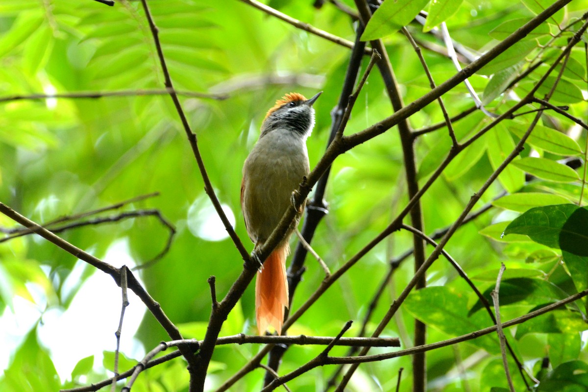 Rufous-capped Spinetail - Oliver Prioli