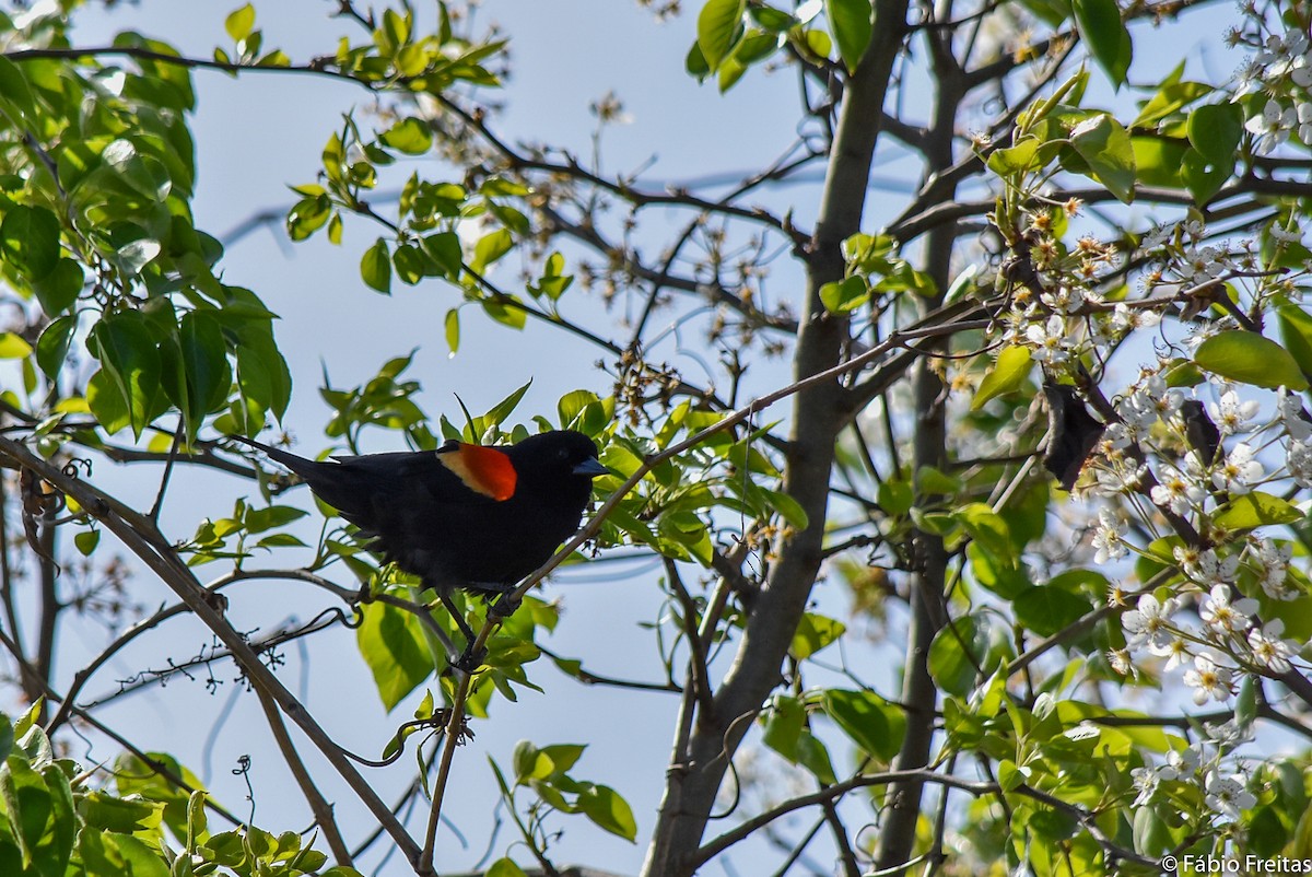Red-winged Blackbird - Fábio Freitas