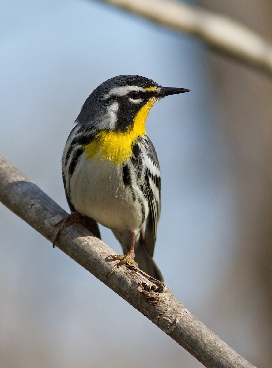 Yellow-throated Warbler - Mark R Johnson