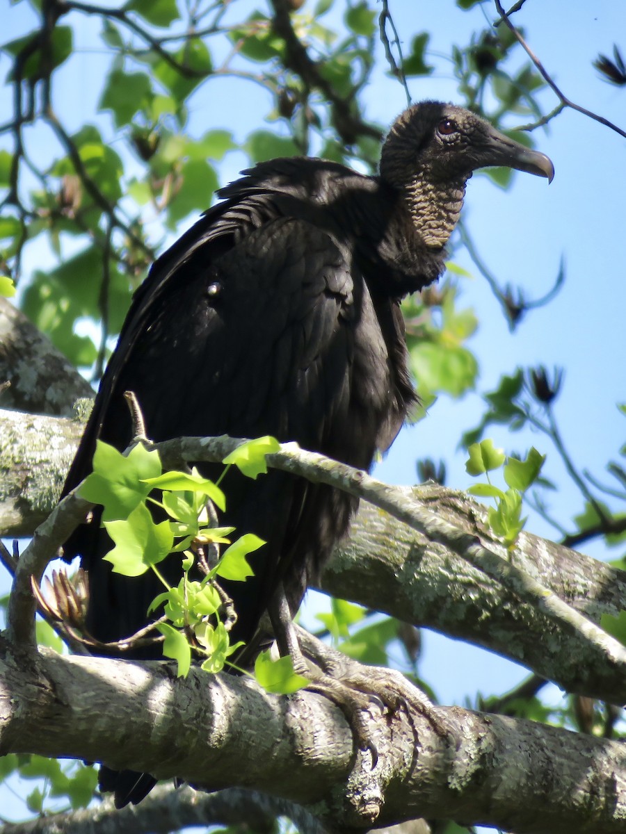 Black Vulture - Steve McInnis