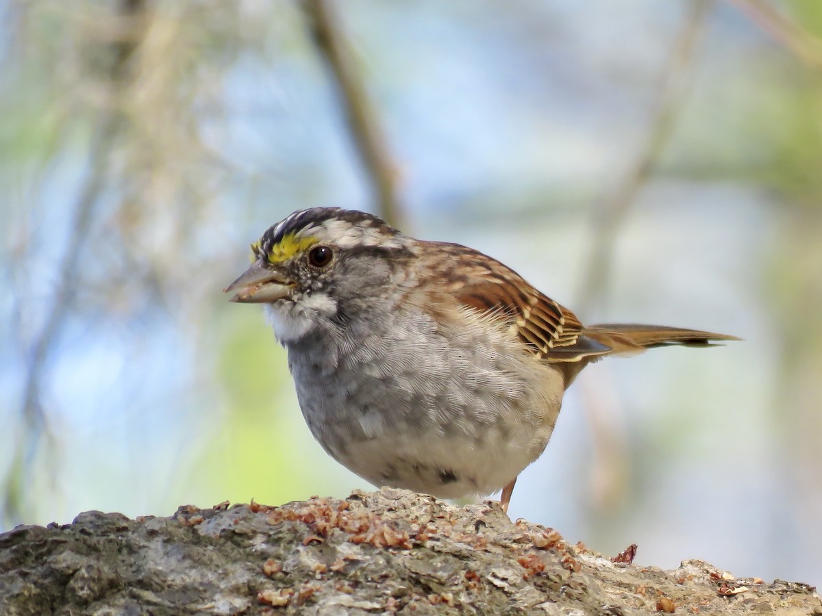 White-throated Sparrow - Steve McInnis