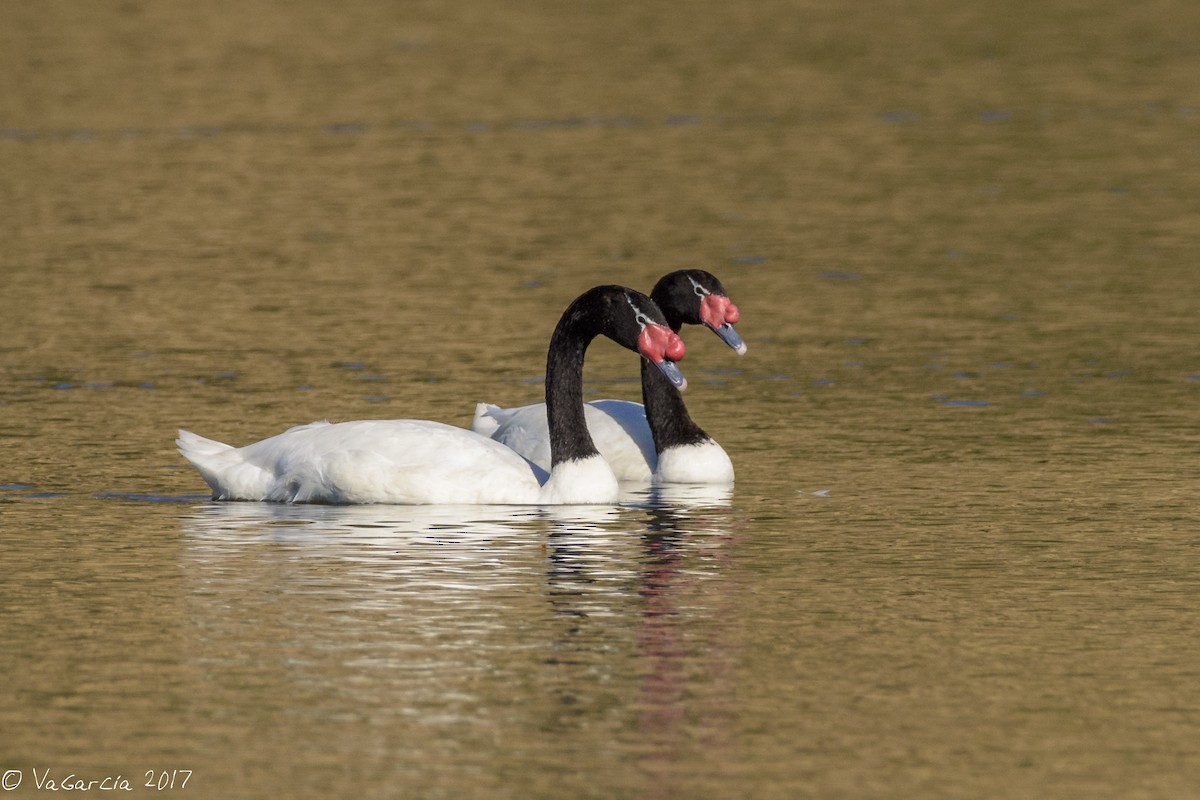 Black-necked Swan - ML92293081