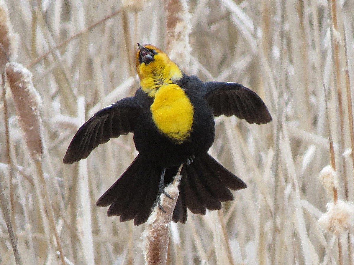 Yellow-headed Blackbird - ML92293531