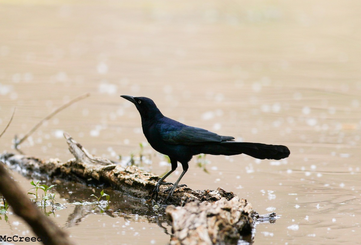 Great-tailed Grackle - ML92294231