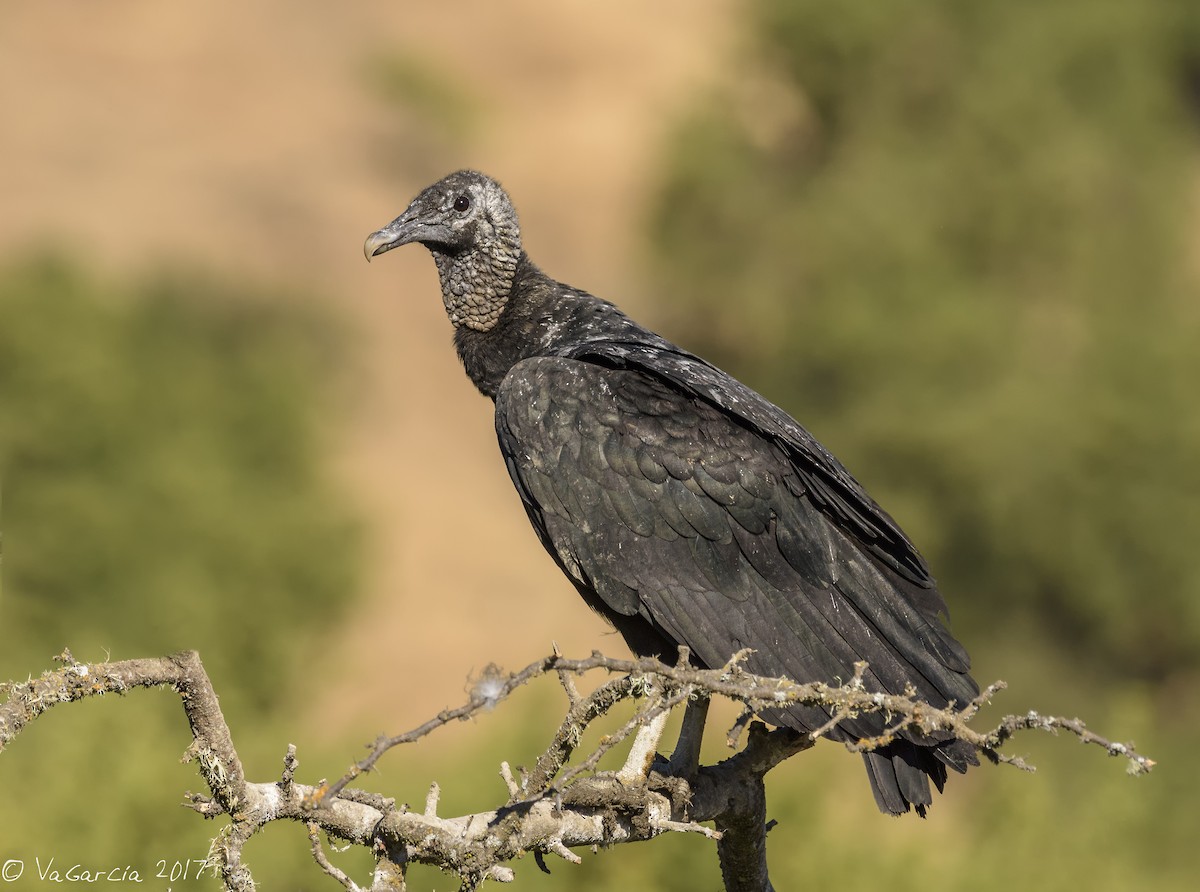 Black Vulture - VERONICA ARAYA GARCIA
