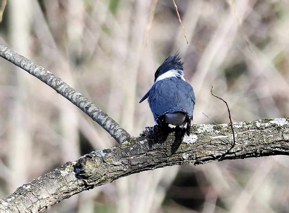 Belted Kingfisher - ML92295531