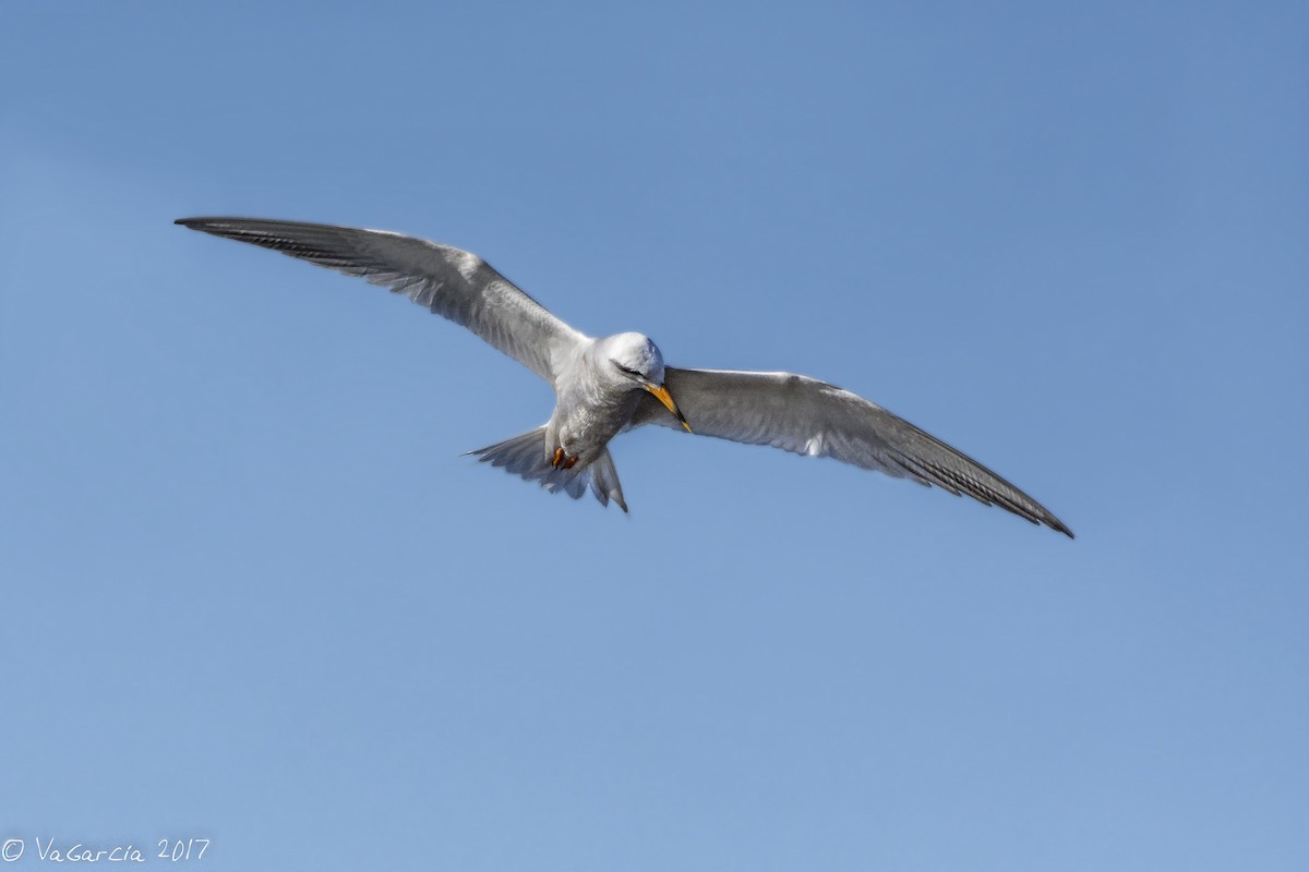 Snowy-crowned Tern - ML92295621