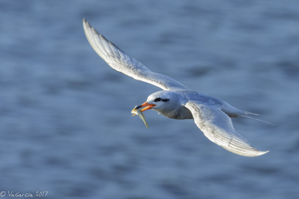 Snowy-crowned Tern - ML92295681