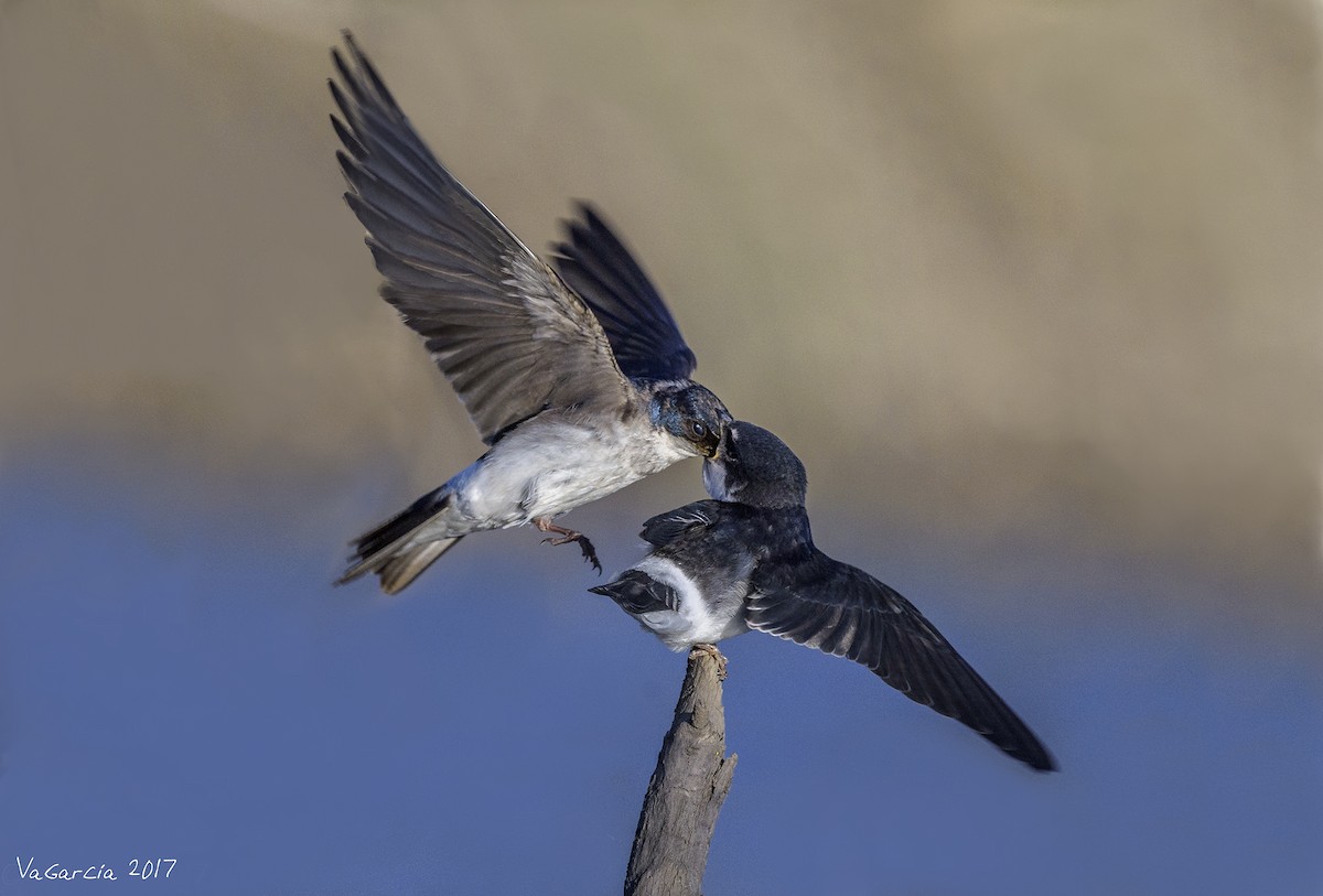 Chilean Swallow - VERONICA ARAYA GARCIA
