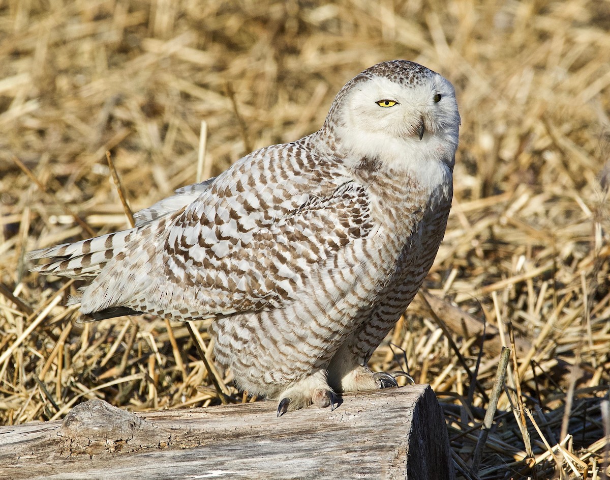 Snowy Owl - David W Jaffin