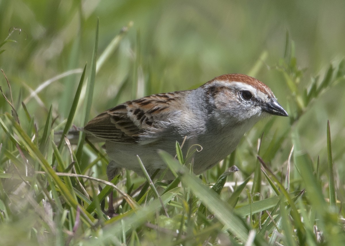 Chipping Sparrow - Michael Linz
