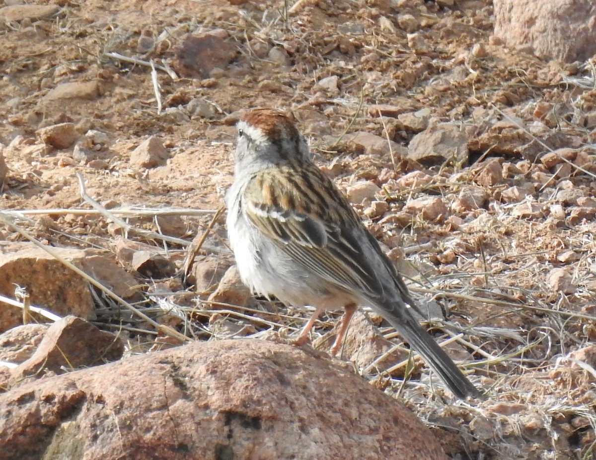 Chipping Sparrow - ML92300411