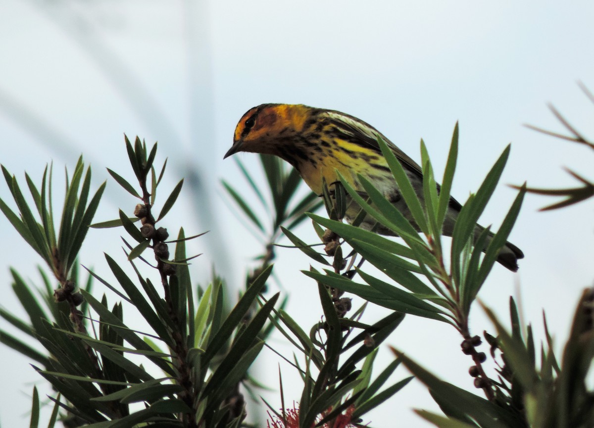 Cape May Warbler - ML92300551