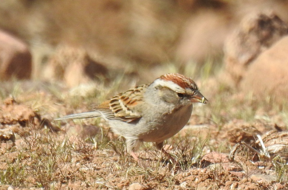 Chipping Sparrow - Veronica Heron