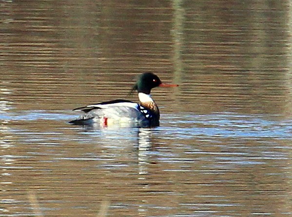 Red-breasted Merganser - kevin dougherty