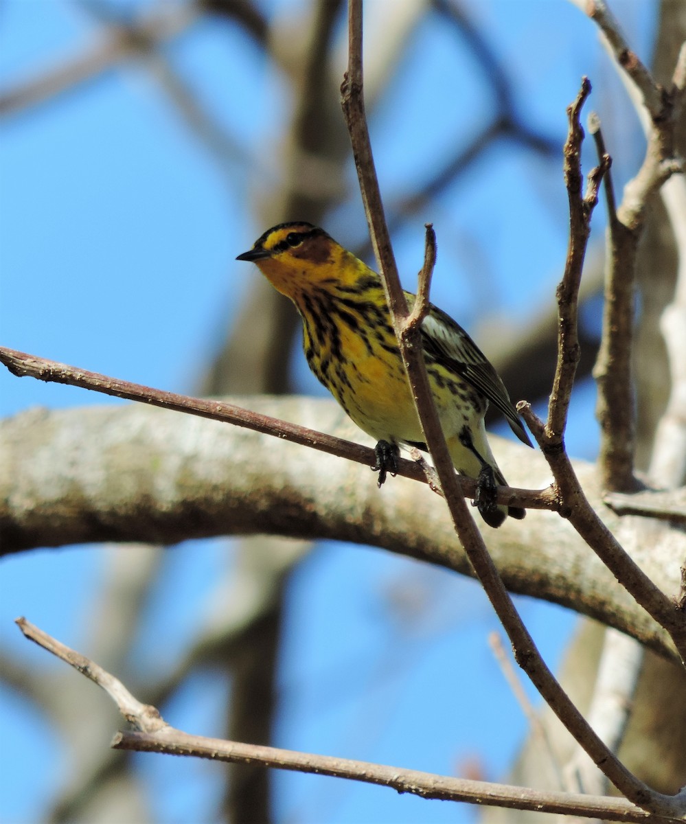 Cape May Warbler - ML92300661