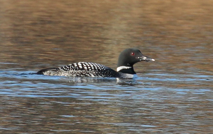 Common Loon - kevin dougherty