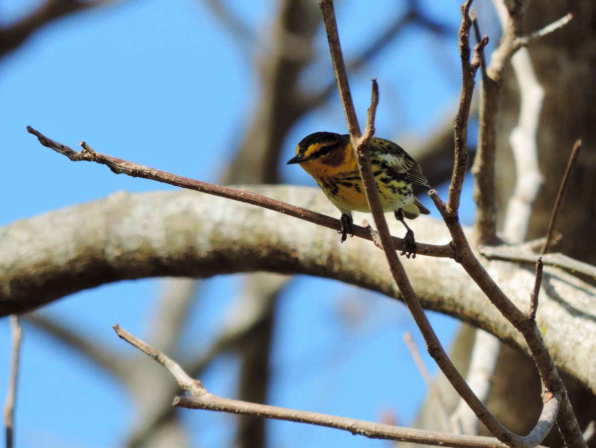 Cape May Warbler - ML92300811