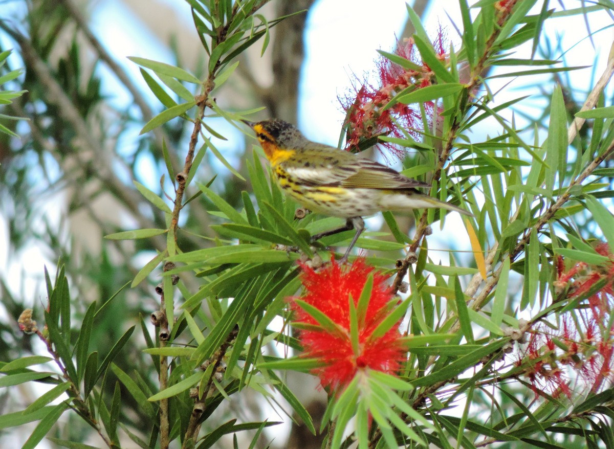 Cape May Warbler - ML92300941