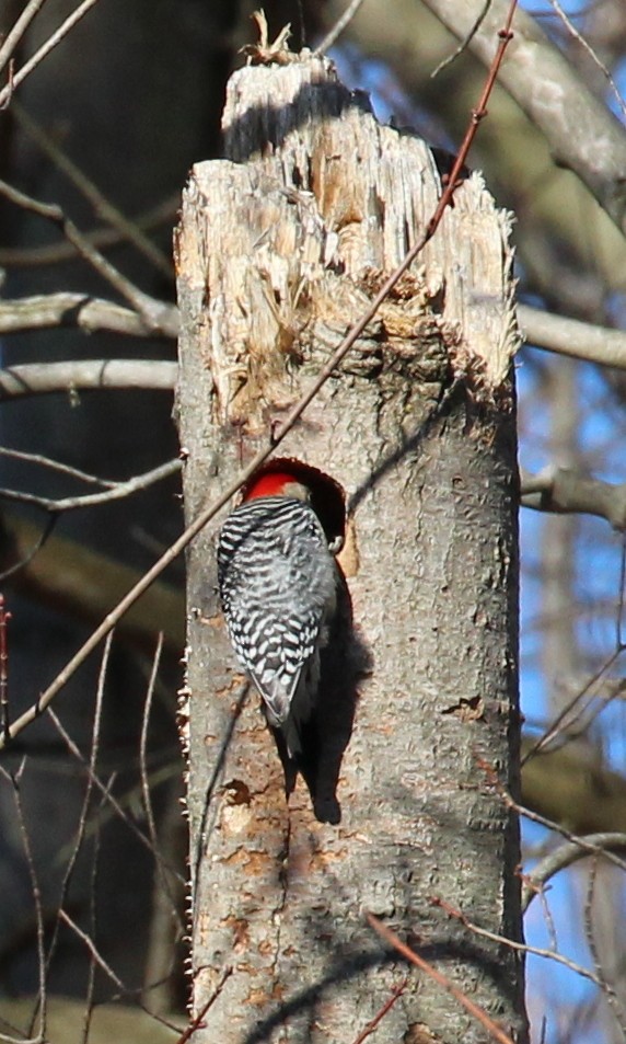 Red-bellied Woodpecker - ML92301061