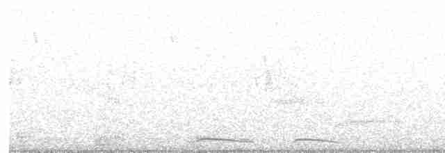Инкская земляная горлица - ML92301081