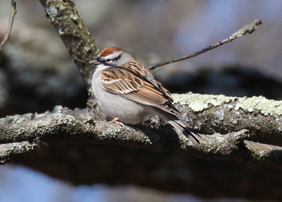 Chipping Sparrow - ML92301881