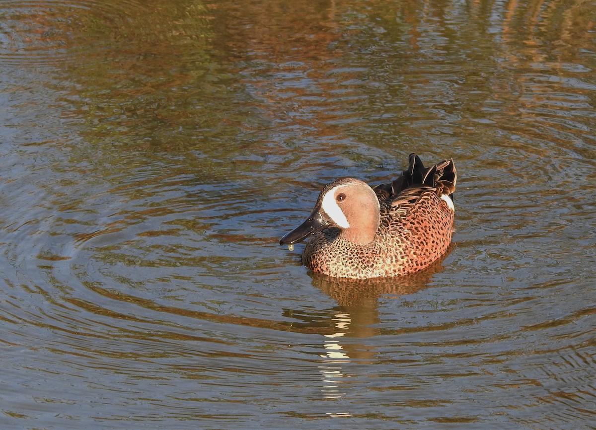 Blue-winged Teal - ML92301961