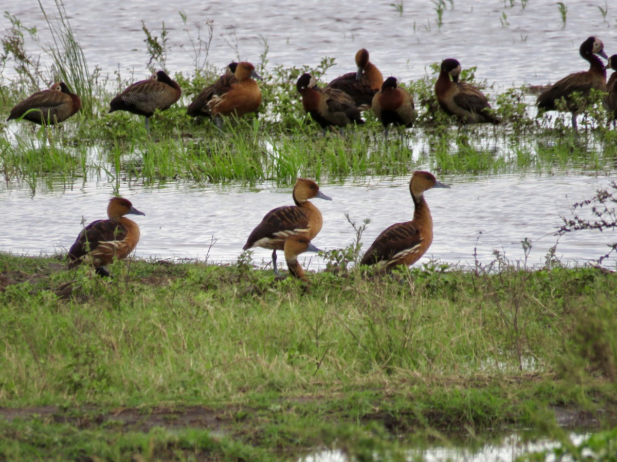 Fulvous Whistling-Duck - GARY DOUGLAS
