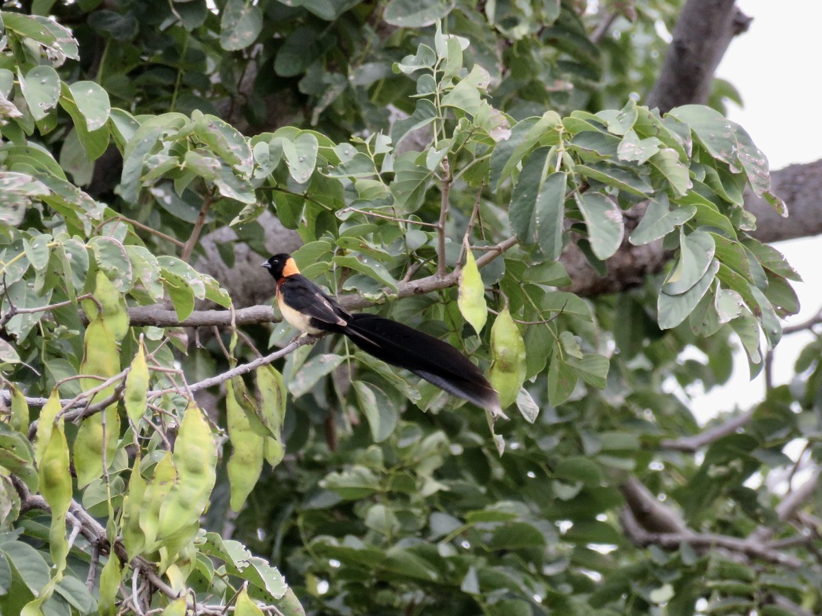 Broad-tailed Paradise-Whydah - ML92304931