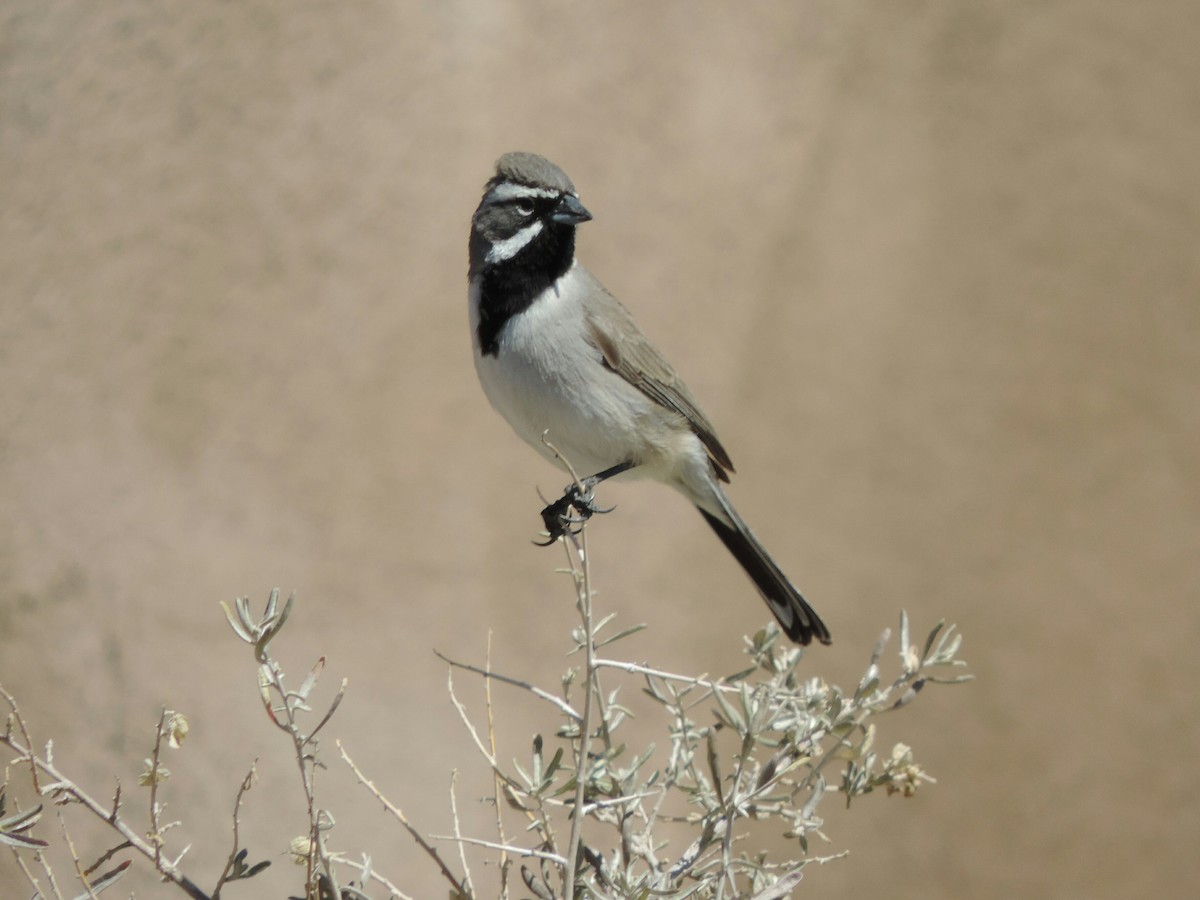 Black-throated Sparrow - Tom Ross