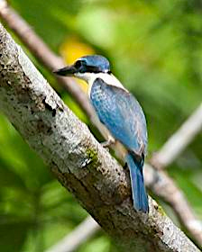Pacific Kingfisher (Solomons) - ML92307491