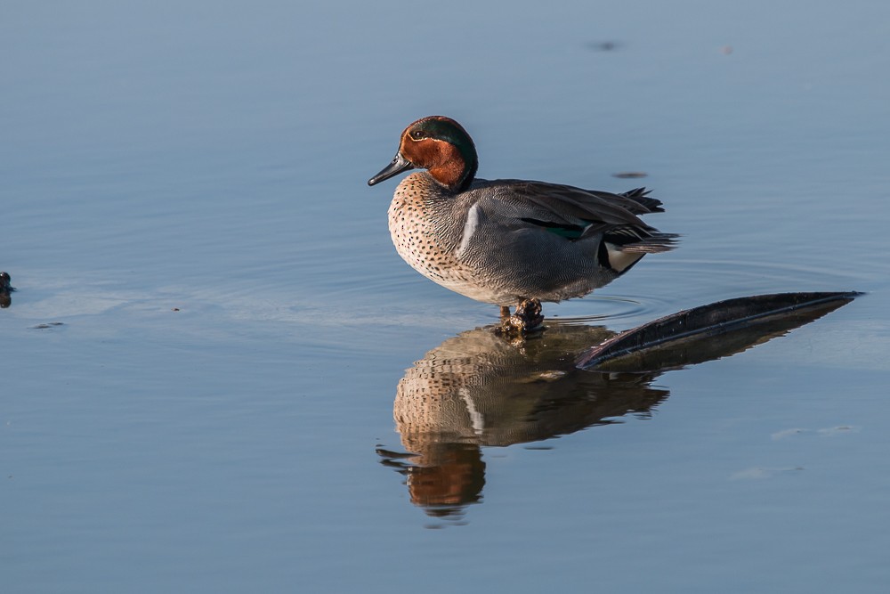 Green-winged Teal - ML92308911
