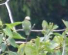 White-headed Fruit-Dove - ML92309381