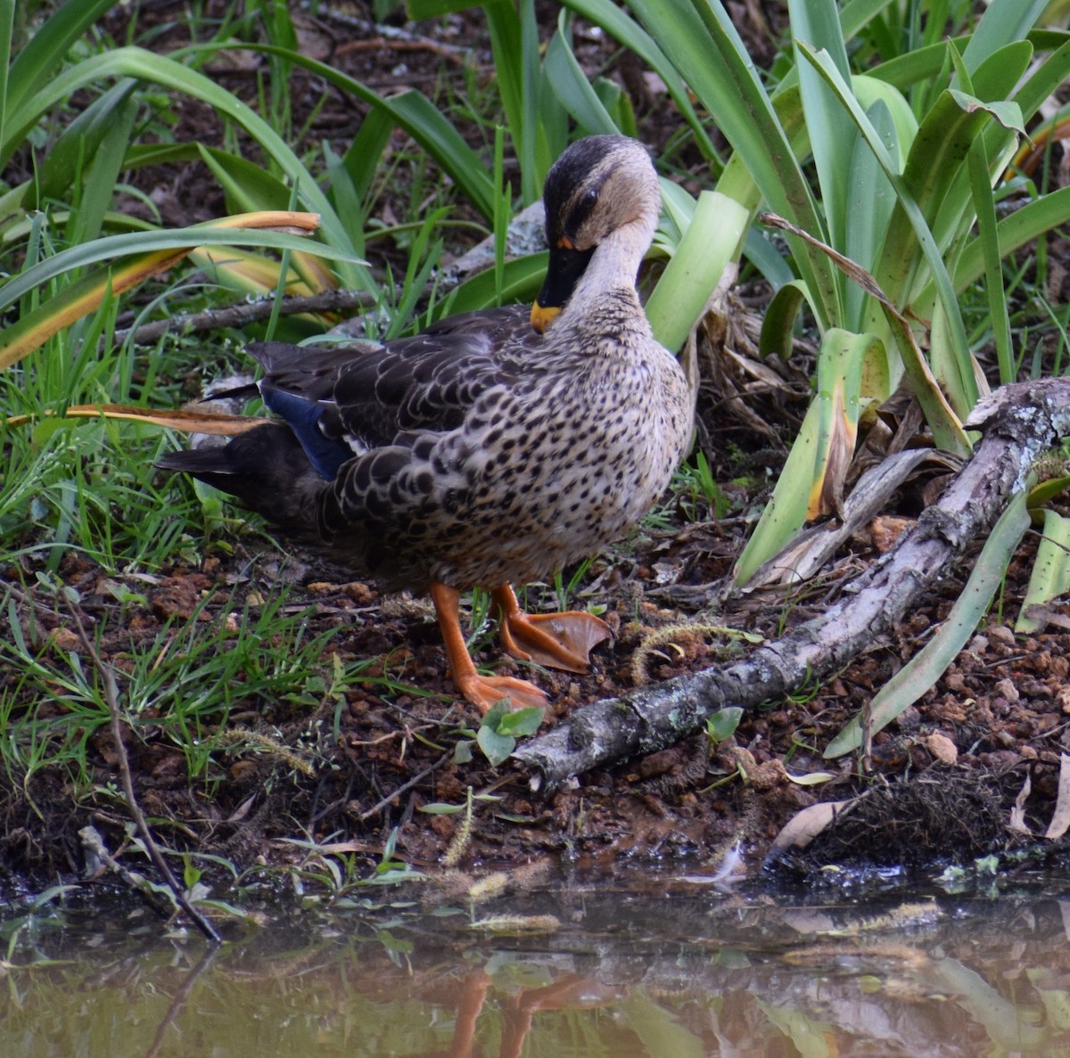 Indian Spot-billed Duck - Yogeswarie Sreedharan