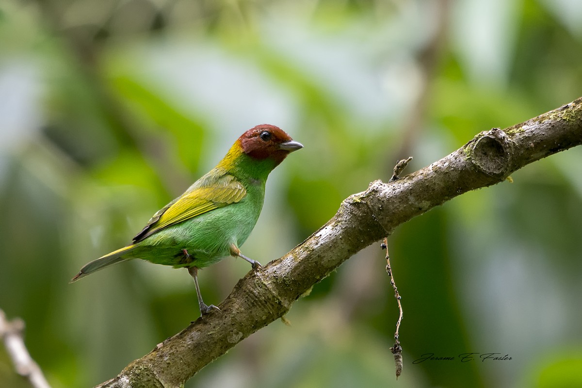 Bay-headed Tanager - ML92314901
