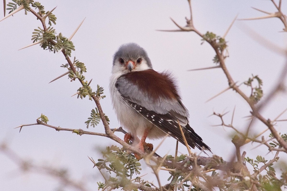 Pygmy Falcon - Eric VanderWerf