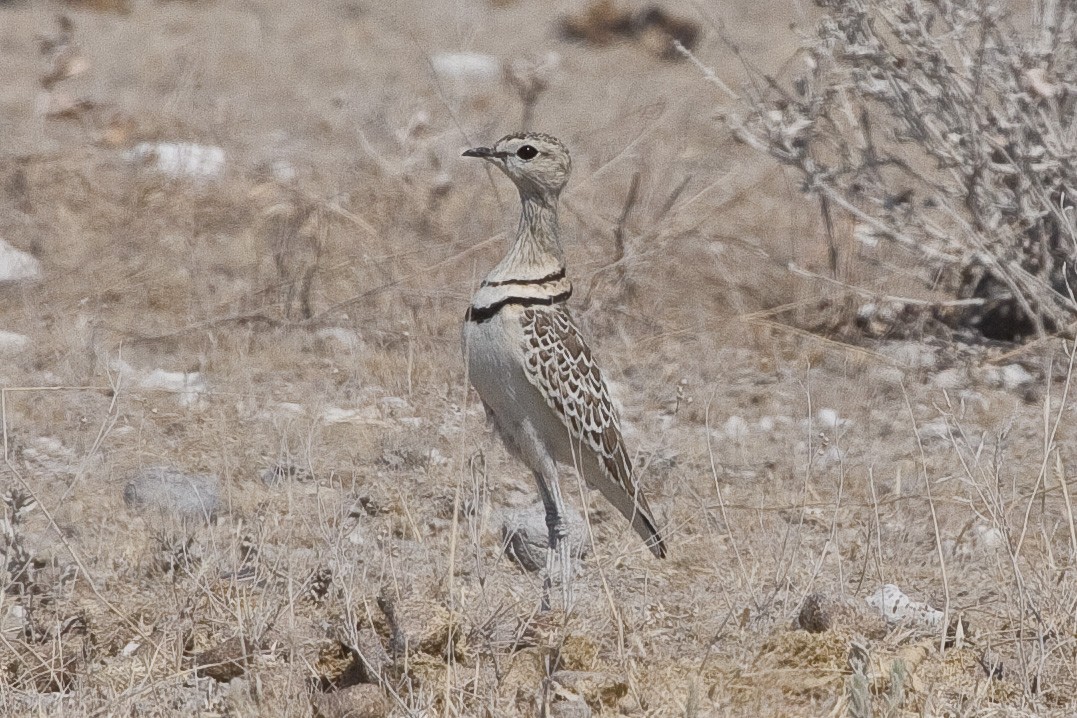 Double-banded Courser - ML92317611