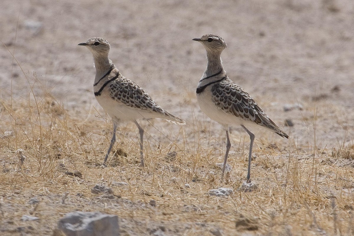 Double-banded Courser - ML92317621