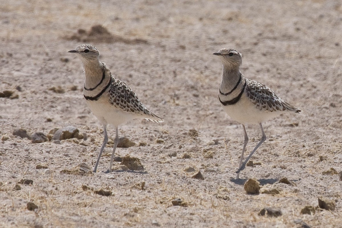 Double-banded Courser - ML92317631